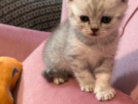 British shorthair bebeğimiz