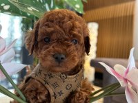 Baby Face Poodle Bebekler
