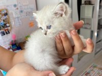 Blue Scottish Fold Yavrular