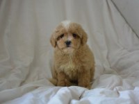 MALTİPOO YAVRULAR