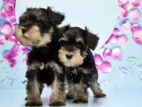 BLACK SİLVER MİNYATÜR SCHNAUZER YAVRU
