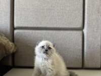 SCOTTISH FOLD BLUE POİNT YAVRULARIM 