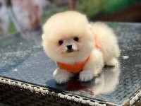 Sağlık Ve Irk Garantili Pomeranian