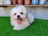 Teslime hazır erkek Kore Maltese