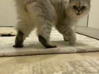 1 Yaşında Exotic British Longhair oğlumuz