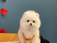 Yeni evlerine gitmeye hazır pomeranian yavruları