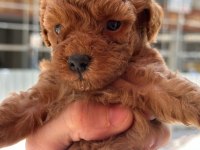 A Kalite Poodle Bebekler
