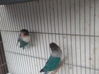Yavru yumurta garantili cennet papağanı takım