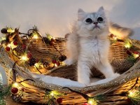 Scottish fold ve straight