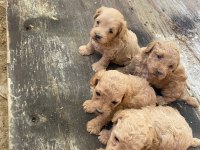 Maltipoo Miniklerim