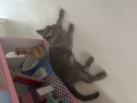 Yavru 4 Aylık british shorthair ücretsiz