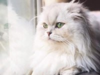 Şecereli scottish fold anne