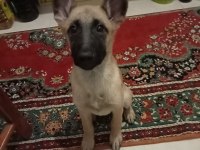 Malinois 3.5 aylık