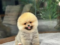 Çocuklarla Anlaşan Ayı Surat Pomeranian Yavrularımız