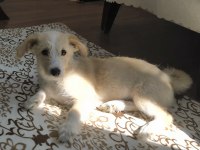 Oyuncu bir maltipoo