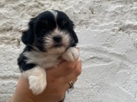 SİYAH PEKİNEZ YAVRUMUZ