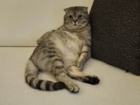 Scottish fold Mösyöme yuva arıyorum