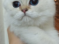 Bursa golden point british shorthair bebekler