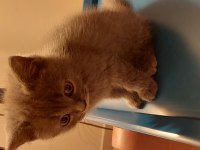 British shorthair sahiplendirme
