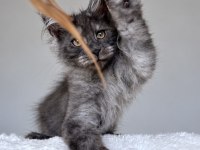Wcf kayıtlı maine coon erkek black smoke