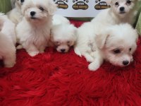 Kartopu gibi Maltese Terrier Dişi ve Erkek Yavrularımız
