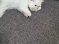 Tatlı ve oyuncu iran kedisi yavrumuz