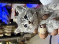 Uysal oyuncu british shorthair yavrumuz