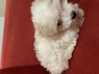 Kar Topu Gibi Dişi Terrier