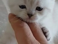 Aksesuarları ile birlikte kedimi sahiplendirmek istiyorum