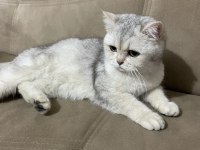 Harika silver scottish straight kedilerim (hamile)