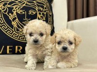 Maltipoo yavrular yeni ailelerini bekliyor
