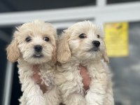 Wc eğitimli en güzel mini boy maltipoo yavrular