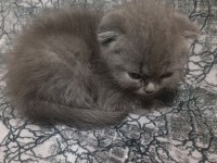 20 Nisan doğumlu eskişehir scottish fold