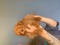 Burkem çiftliğimizden safkan toy poodle