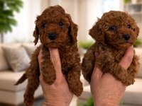 Toy poodle ev ortamında yavrular