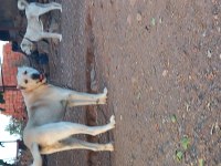 Akbaş yavrusu köpeğimiz