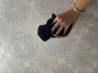 Scottish fold cinammon yavrular