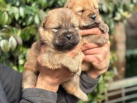 Chow chow cinsi bebeklerimiz