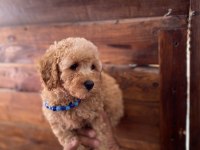 SON 2 YAVRUMUZ UYGUN FİYATLI POODLE