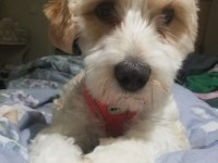 12 aylık kimlik dişi maltipoo