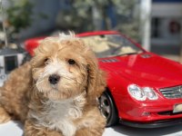 MİNİ MALTİPOO YAVRULARIMIZ