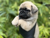 Pink taşıyıcı erkek Pug Mops yavrularımız