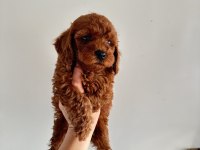 Koyu Dişi Poodle