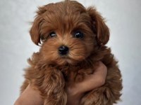 En özel kore maltipoo yavruları