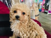 Maltipoo çocuklarıma yuva arıyorum