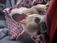 Orijinal ve Sağlıklı French Bulldog