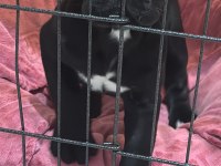 KİFŞecereli Cane Corso