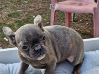Blue Dişi French Bulldog Yavrumuz