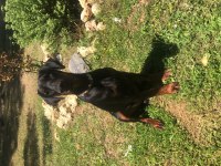 Safkan doberman