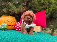 Maltipoo Mini Sevimli Bebeklerimiz 